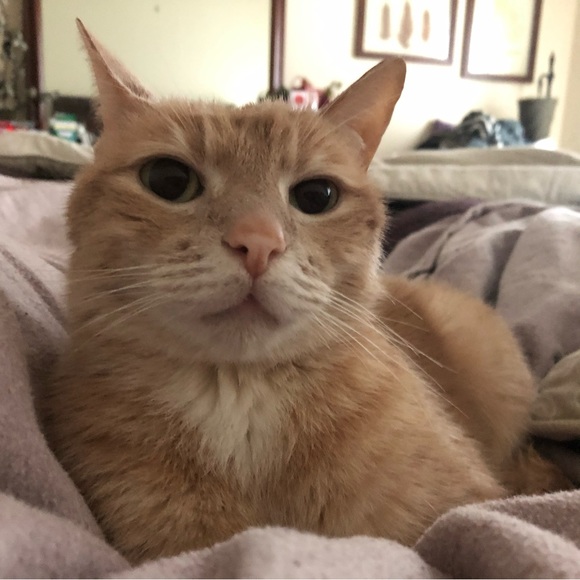 Meet Your Posher #2 Hi, I’m Kristen! Comments maxed on MTP #1, Thank You, PFF’s! - Picture 9 of 16